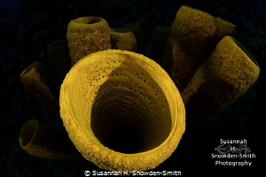 Sponges Three Different Ways! - 2 of 3
The same set of s... by Susannah H. Snowden-Smith 